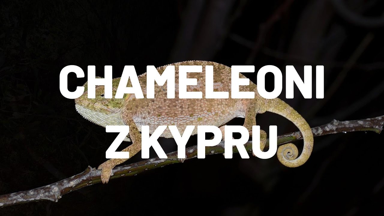 Chameleoni z Kypru | Chameleons from Cyprus