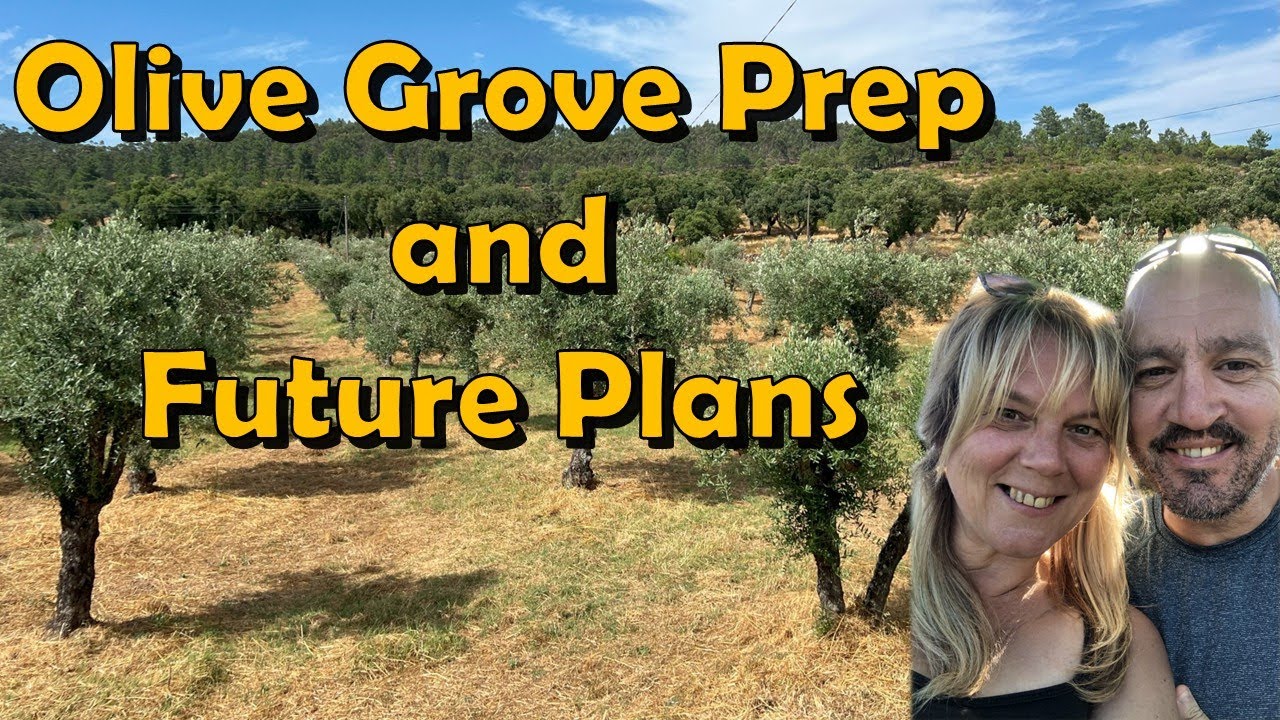 Back to the Olive Grove | Homesteading in Portugal | 8.5 Acre Olive Farm