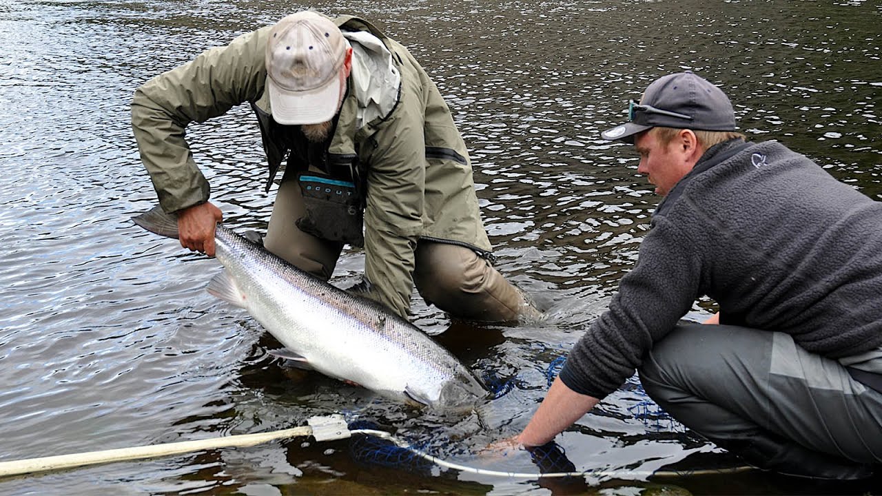 Sautso, Alta – Midnight Sun & Big Fish on a Dry Fly!