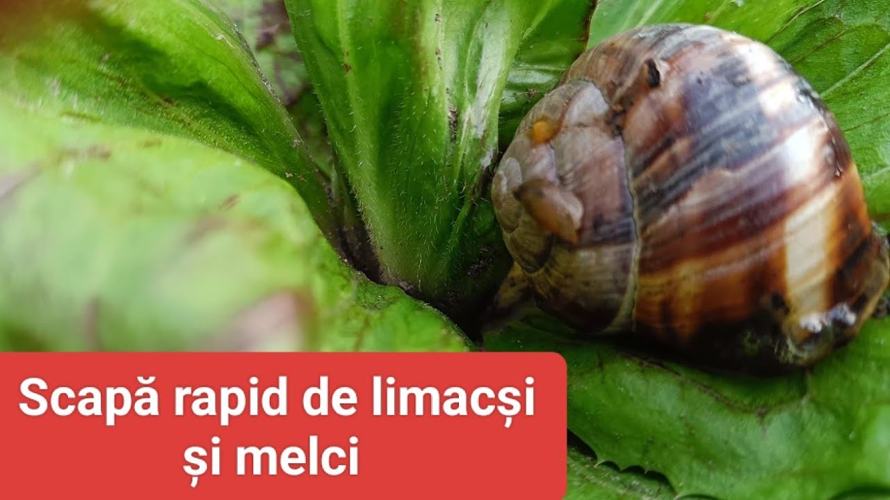 Capcană limacși și melci - metodă sigură 100%