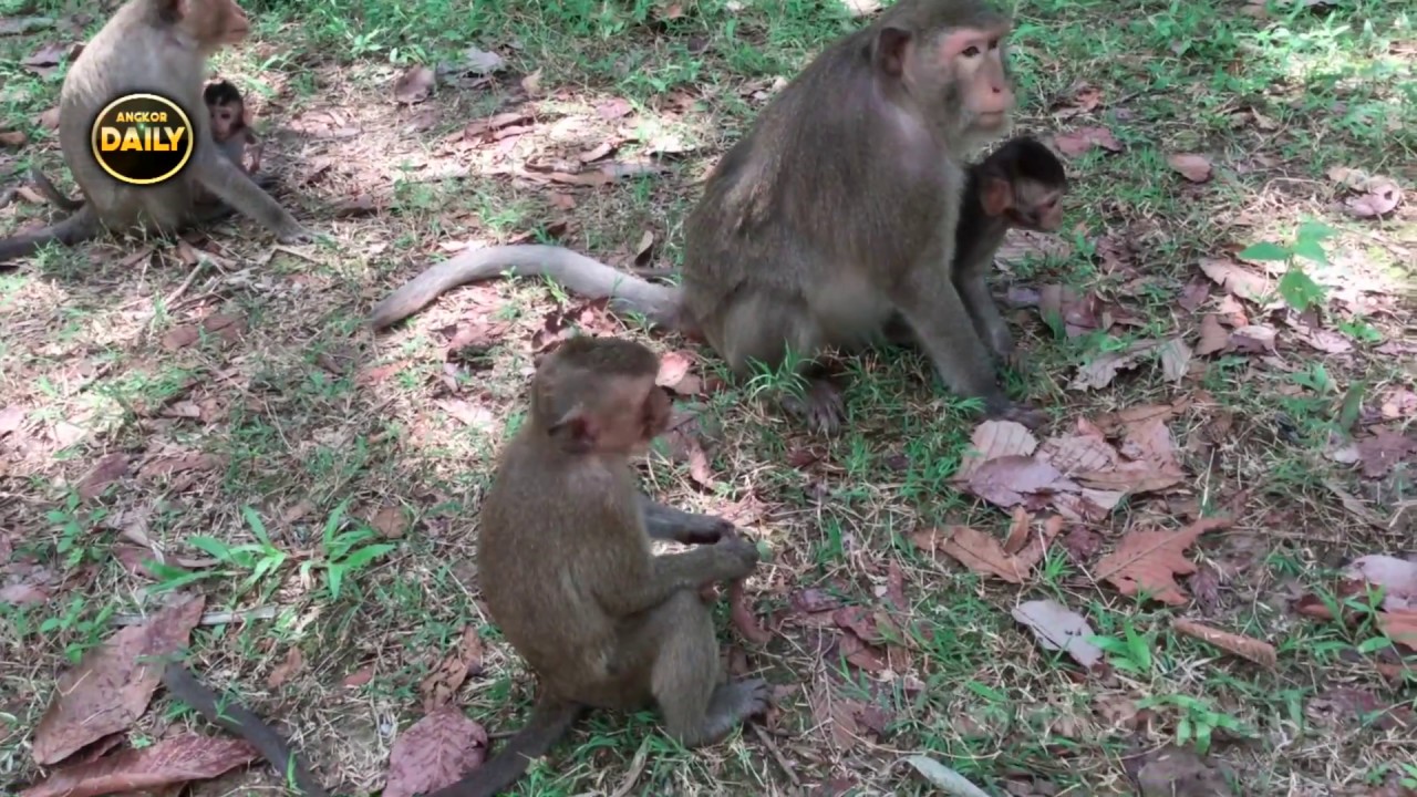 Oh No!! Some Cute Babies Scared and Stay in trees!! [Angkor Daily 185]