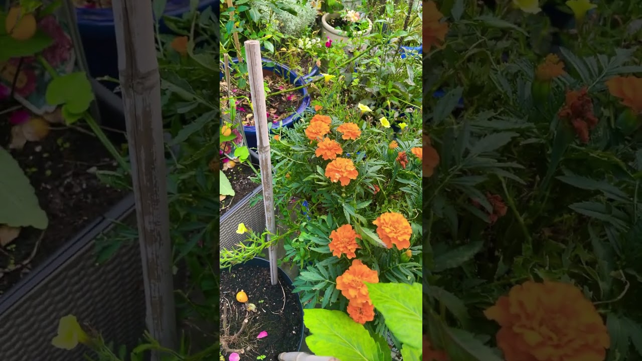 TOP 10 co kwitnie🌼5 września🌻🌸🌺