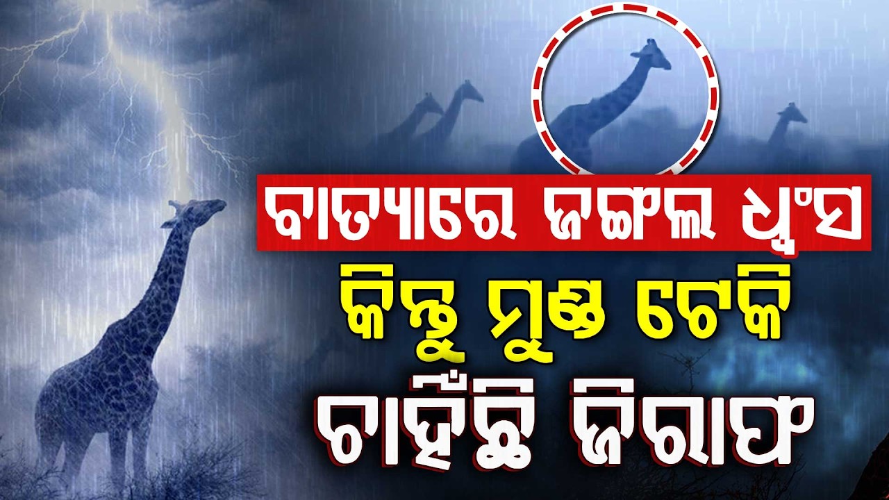 ଜିରାଫ କାହିଁକି ସବୁ କାମ ଛିଡ଼ା ହୋଇ କରେ? || Unstoppable Giraffe Stands Tall In 100kmph Storm !