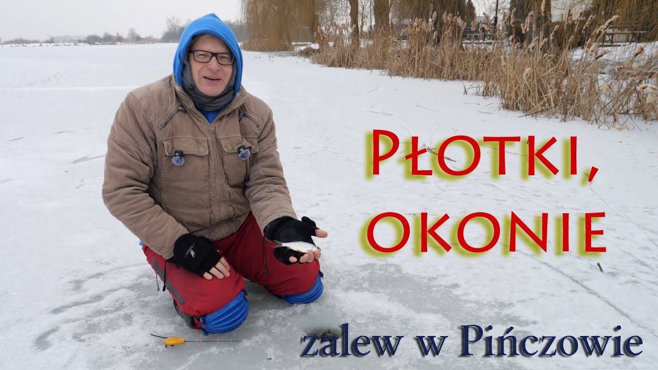 Płotki i okonie z zalewu w Pińczowie