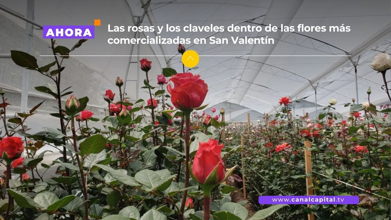 La floricultura produce más de 240 mil empleos formales en el país | Economía
