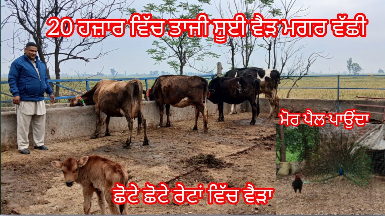 19 March 2026 ਤਾਜੀਆਂ ਸੂਈਆਂ ਵੈੜਾ ਜਾਇਜ ਮੁੱਲ 20 ਵਿੱਚ ਤਾਜ਼ੀ ਸੂਈ ਵੈੜ /cow for sale /cheema dairy farm 