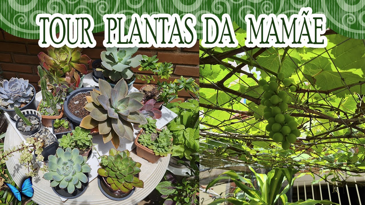 PLANTAS DA MAMÃE