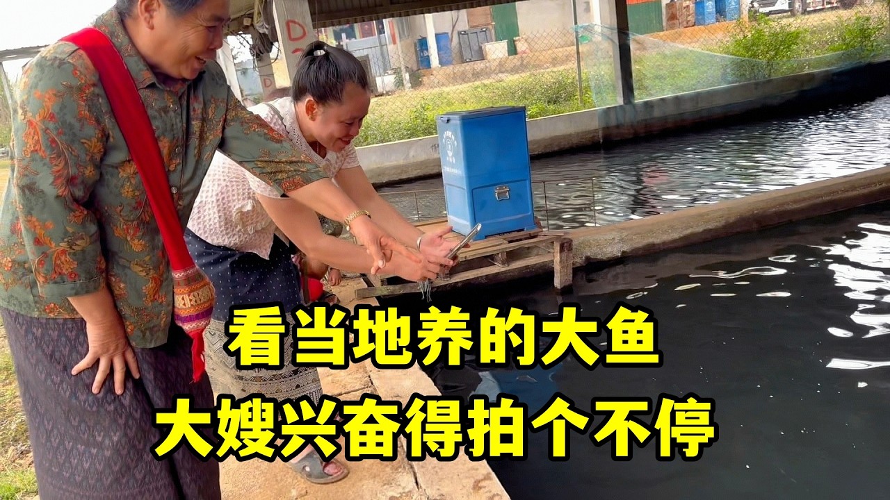 帶家人看當地養的大魚，大嫂興奮得拍不停，買條小的給他們嚐嚐鮮