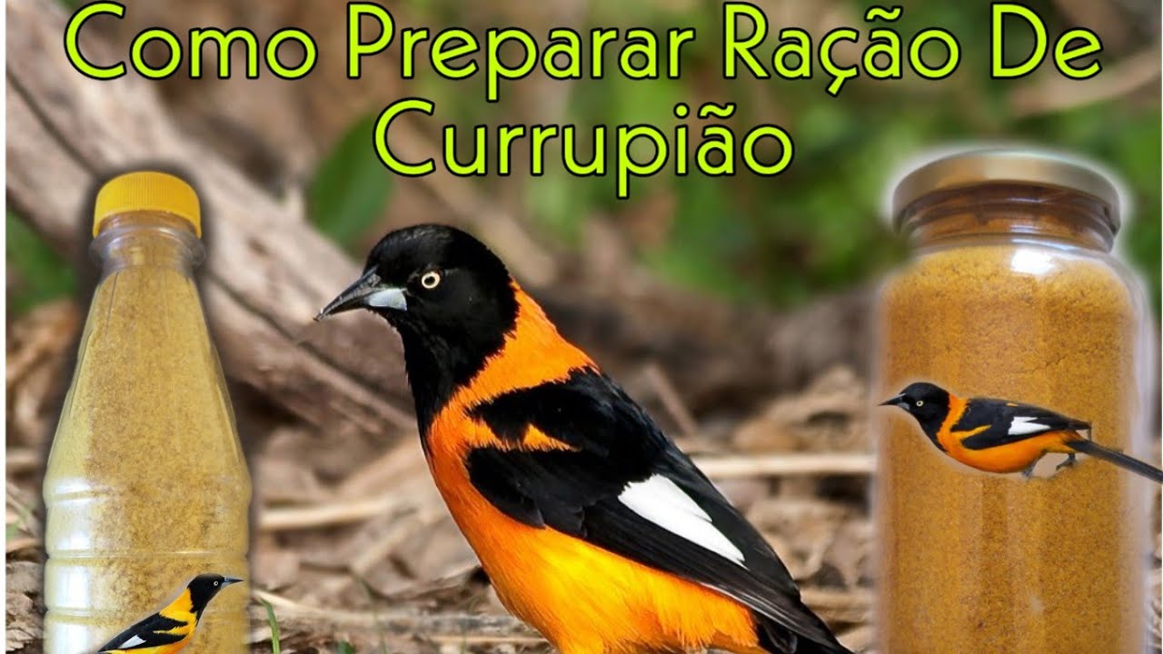 Como Preparar Ração De Corrupião (Sofreu,Concriz)