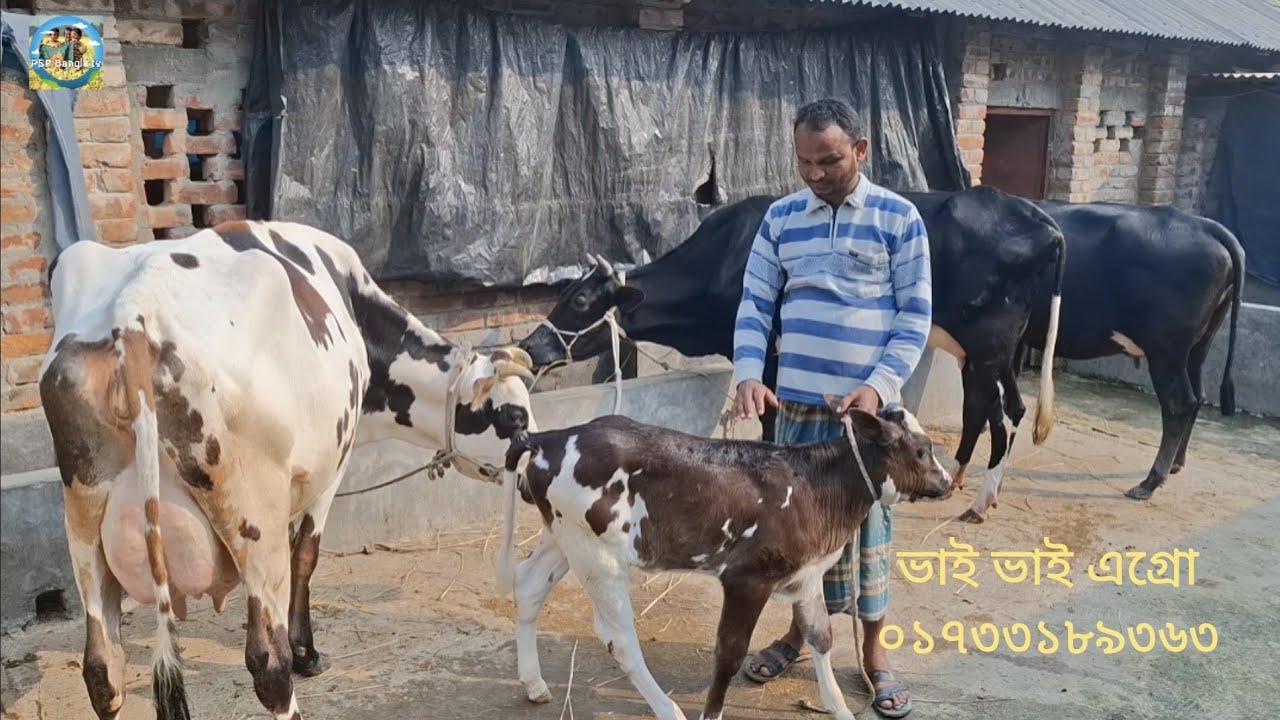 @ আজ 20 January 2026|| ভাই ভাই এগ্রো ফার্মে  উন্নত জাতের দুধের গাভী বাছুর সহ দাম||