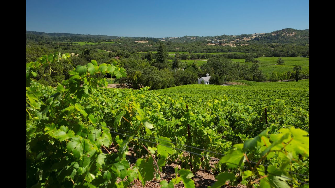 Alexander Valley Vineyards Field Trip 2020