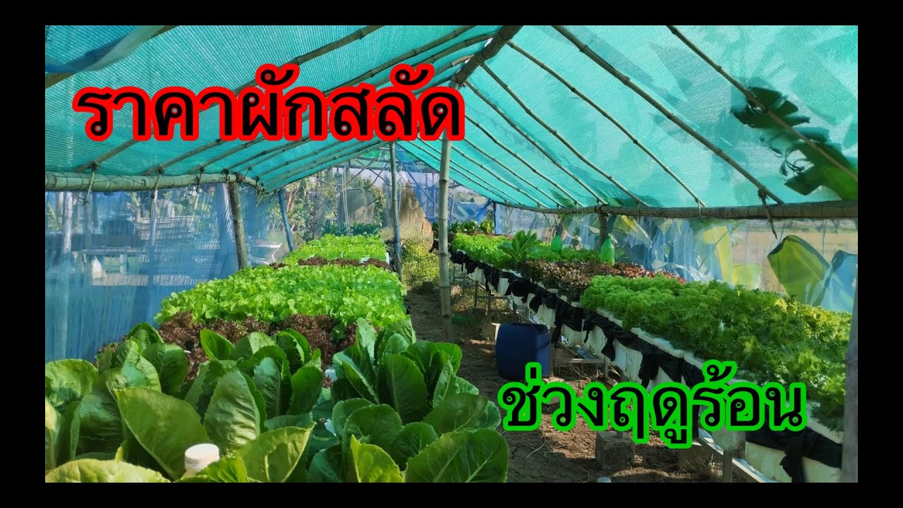 ราคาผักสลัดHydroponic/#บ้านสวนกิตติธรา #ผักสลัด 
