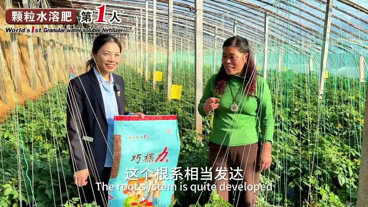 Cocoly fertilizer lets the cherry tomato plant be strong with a high fruit-setting rate yield. #farm