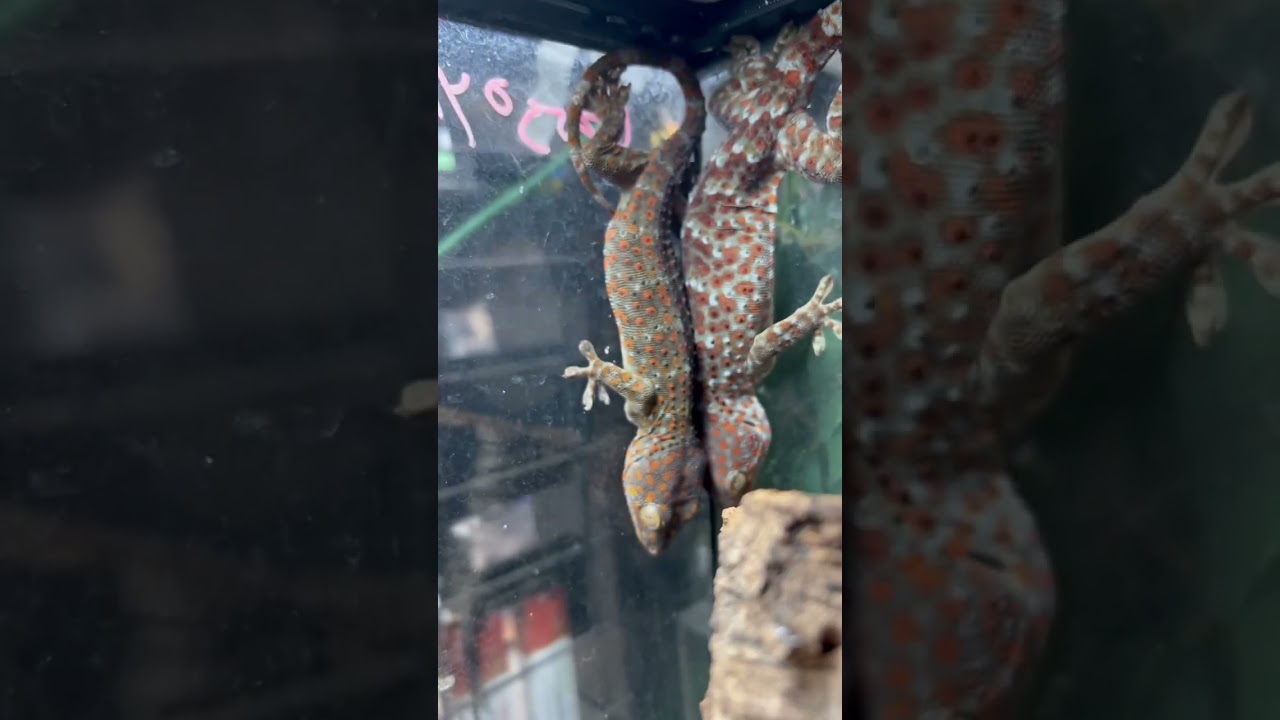 Tokay Eggs!!!! 🥚🥚🦎