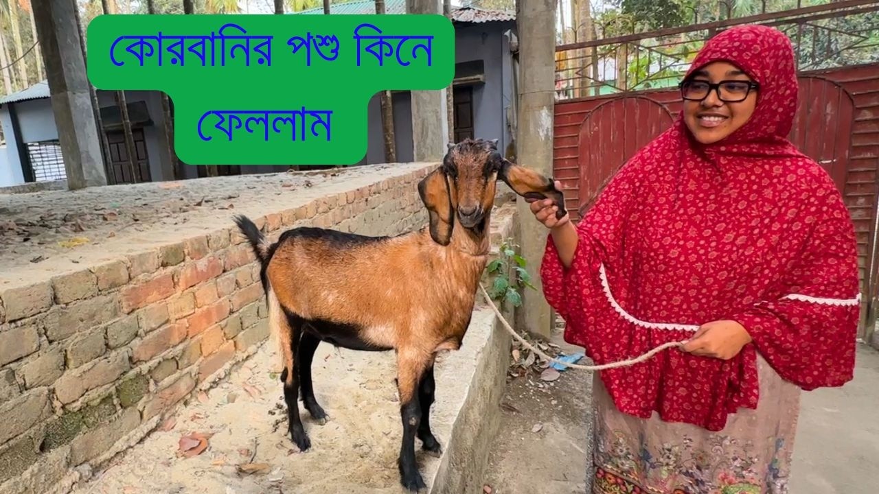 হঠাৎ কোরবানির পশু কিনে ফেললাম