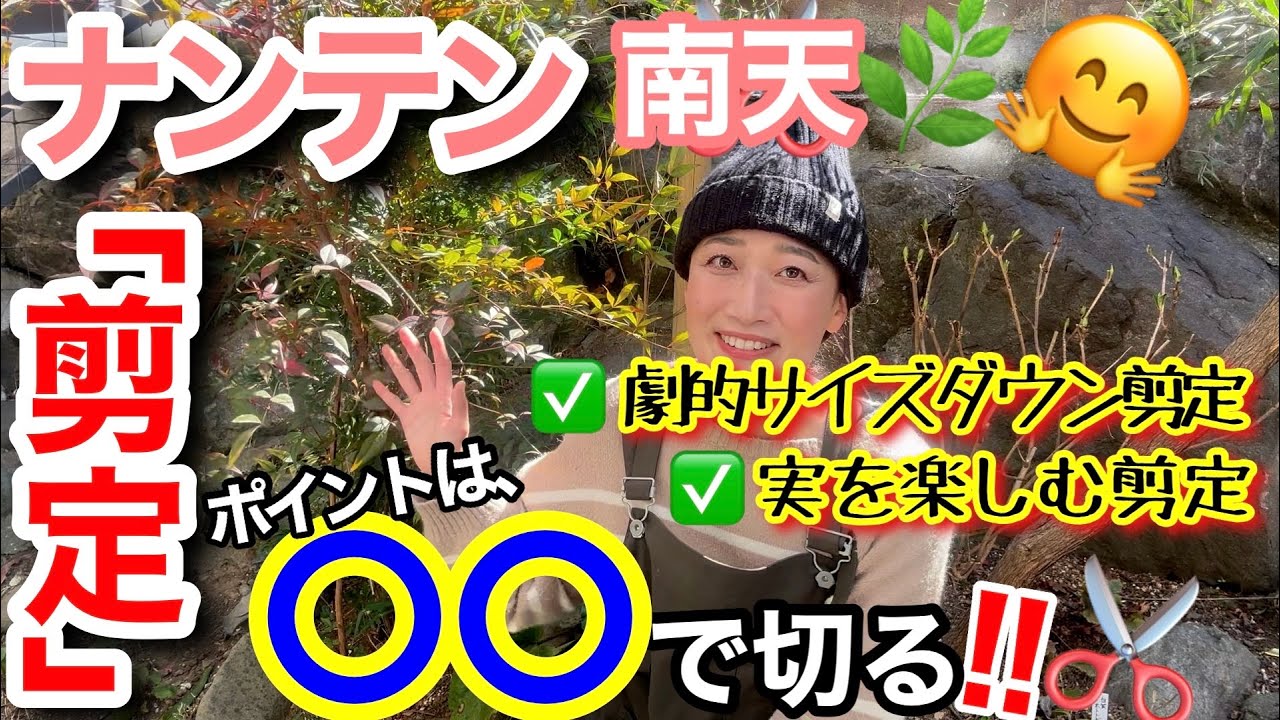 【ナンテン南天の剪定】①極限まで小さくする「強剪定」②実も毎年楽しむ「弱剪定」/ ナンテンの剪定は、〇〇で切るのが超重要ポイント☝️/ ２株のナンテンを使って実践解説👩‍🔬【ガーデニング】