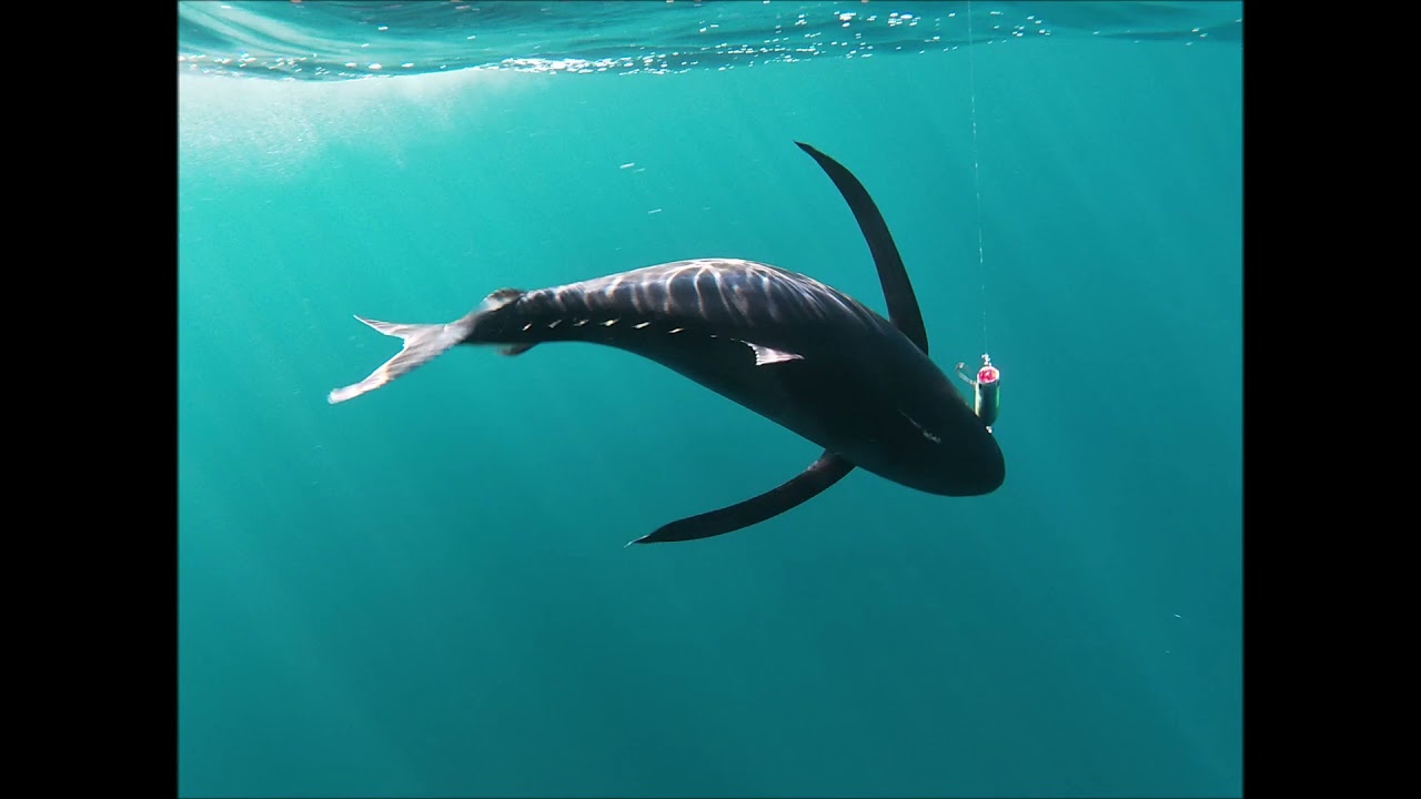 Pêche du Thon en Atlantique: la pêche exotique s'invite a Arcachon!