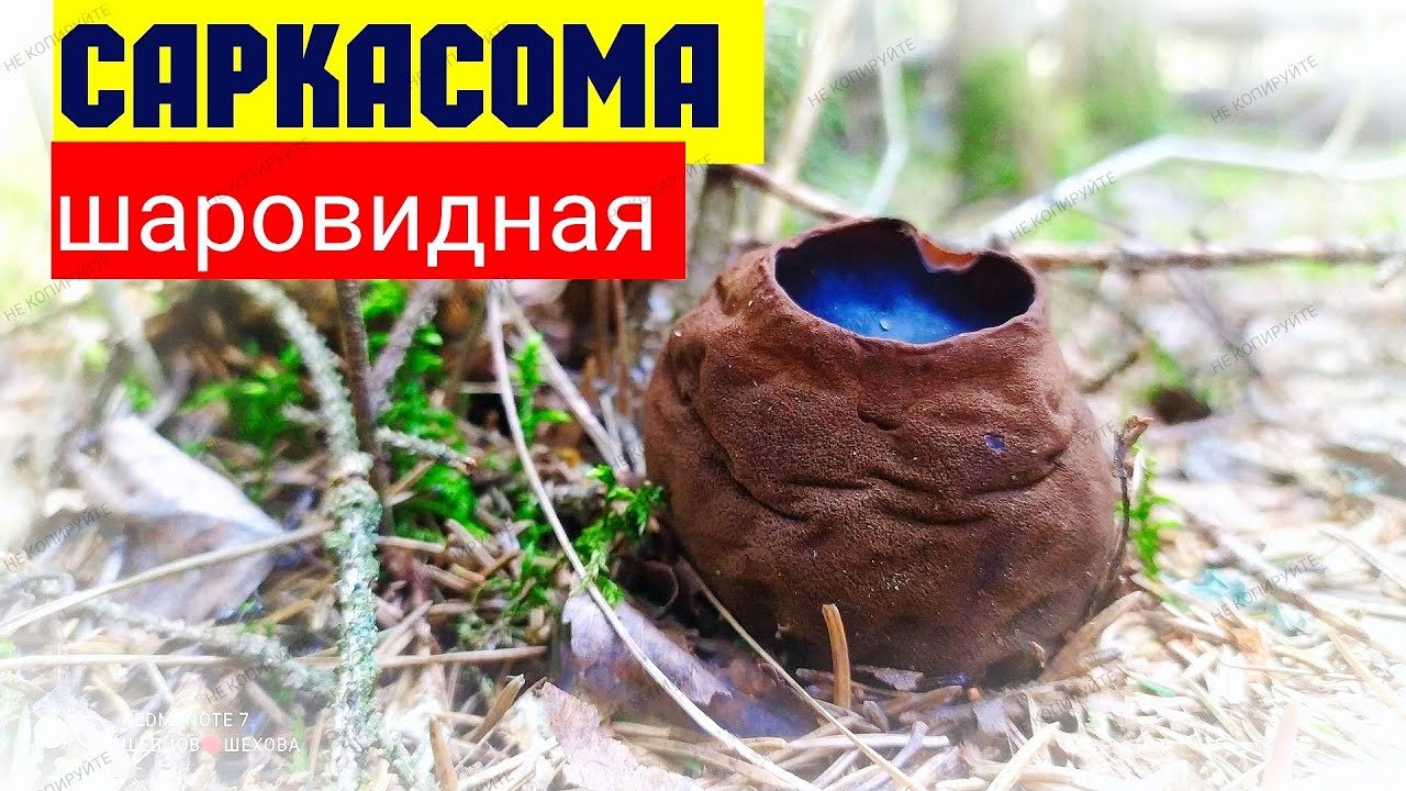🤩 Саркосома шаровидная, молодильный гриб наша давняя мечта!