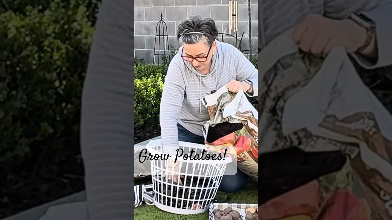 Growing Potatoes in Laundry Baskets from the Dollar Tree!