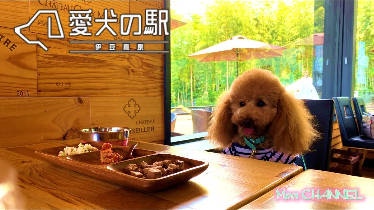 愛犬の駅で遊び倒す！【愛犬の駅 伊豆高原】
