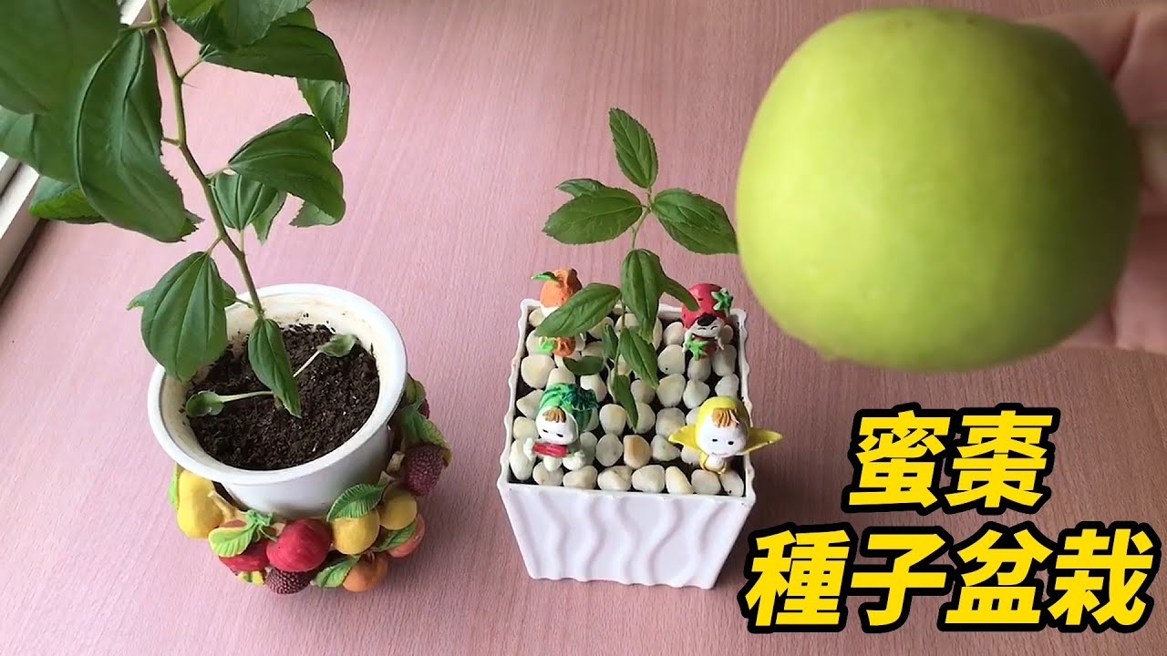 蜜棗種子盆栽 | Candied jujube seed potted plant
