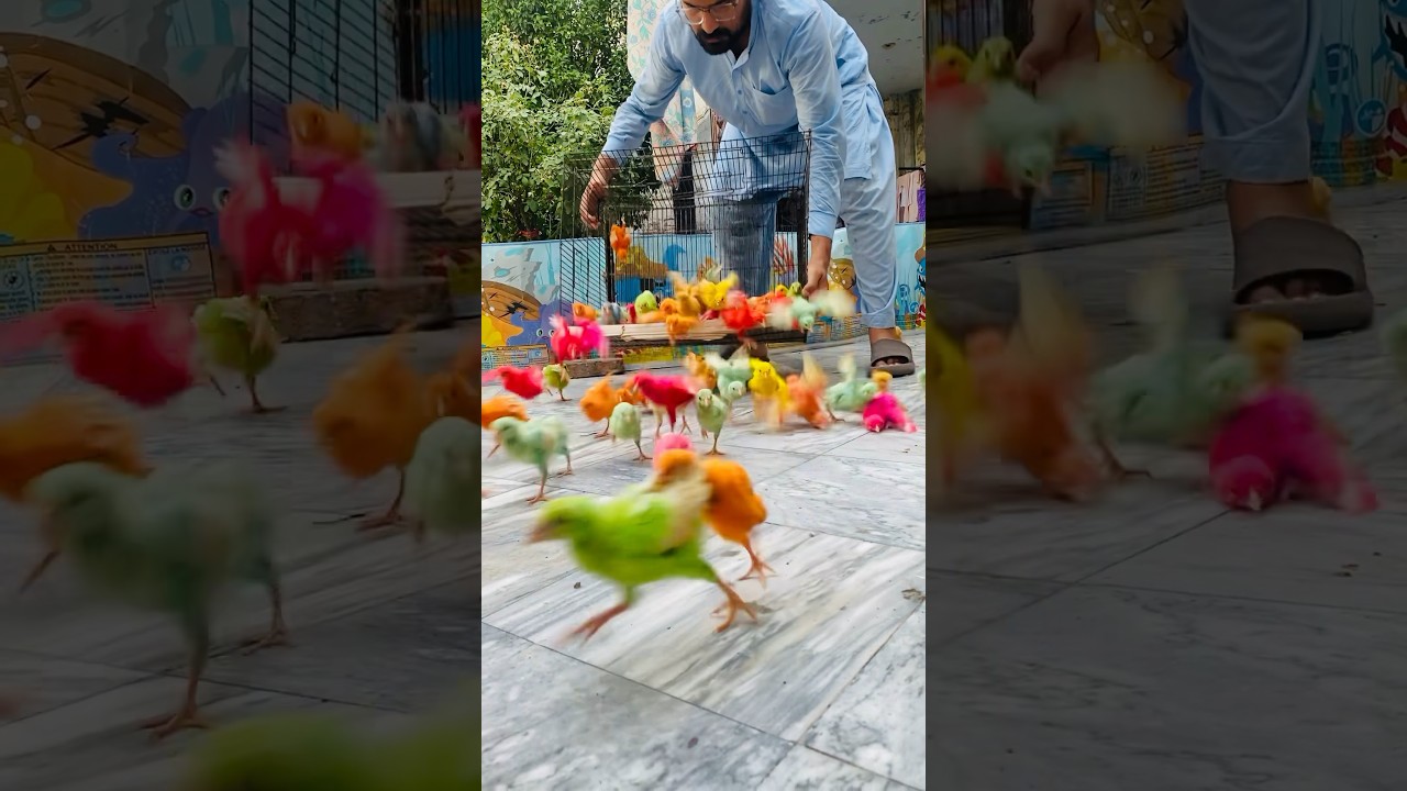 Cute and lovely chicks