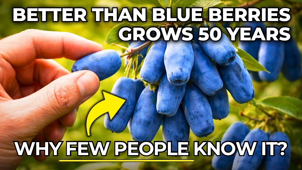 This Super Berry Grows For 50 years! Why don’t you know about it?