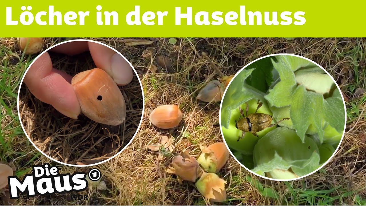 Wie kommt das Loch in die Haselnuss? | DieMaus | WDR