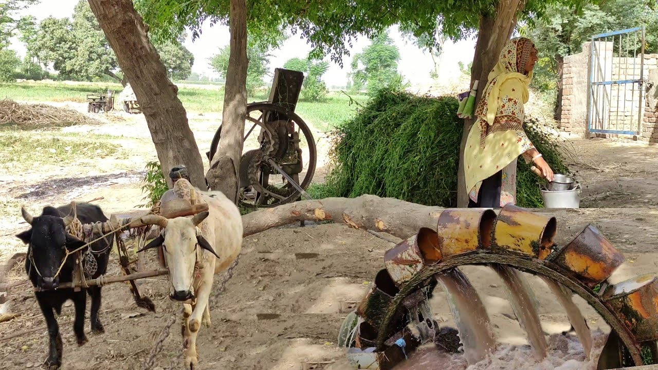 Unseen Traditions of Punjab | Pure Village Life In Pakistan | Old Culture of Village Life Punjab