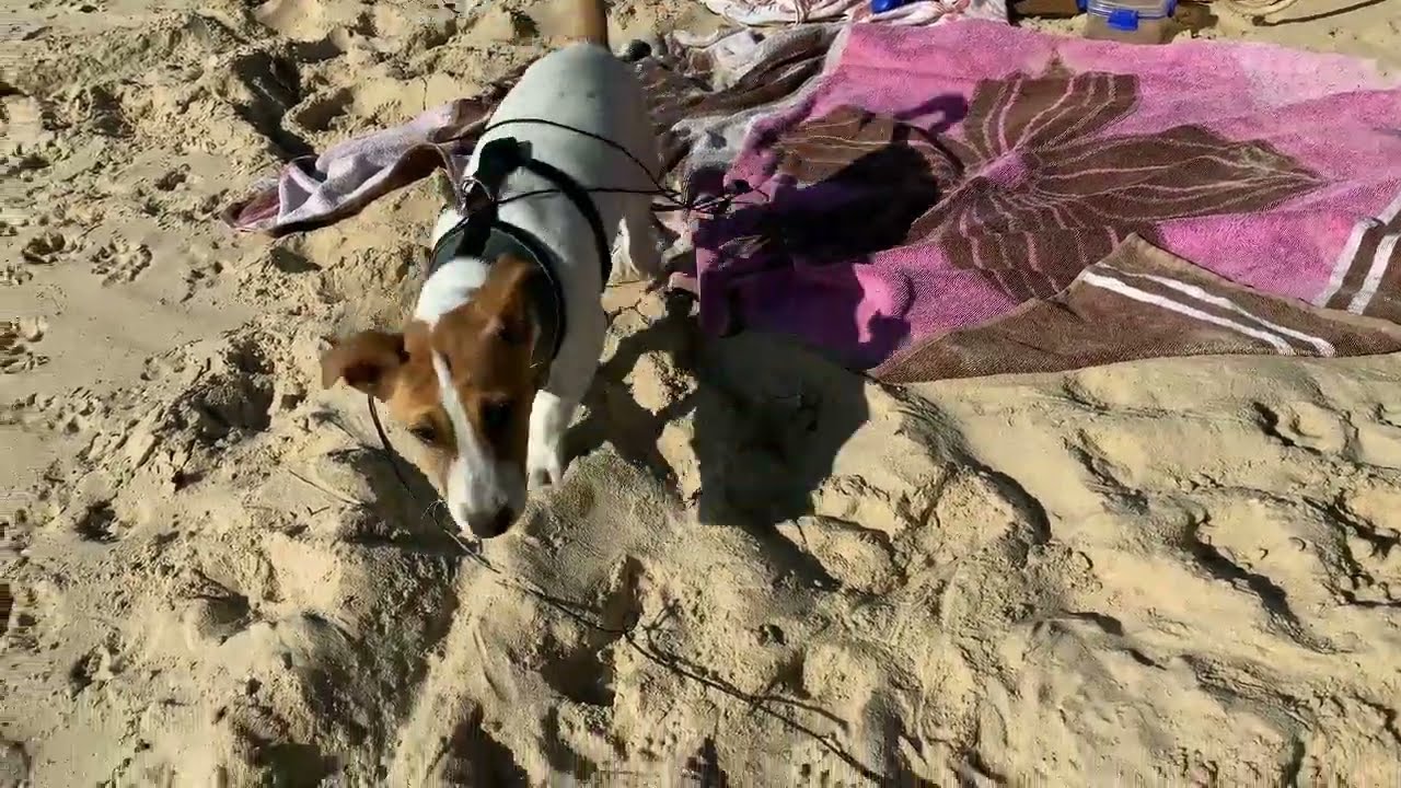 Jack Russell Puppy - Angus spends summer at the beach