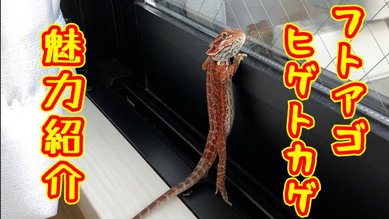 フトアゴヒゲトカゲが可愛い