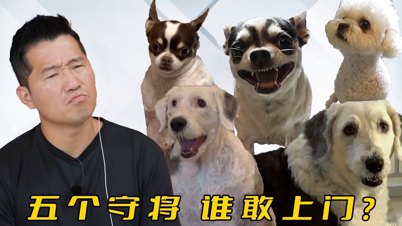 民宿養了5條咬人的狗，女老闆卻哭訴生意不好，訓犬師：為啥不好你沒數？
