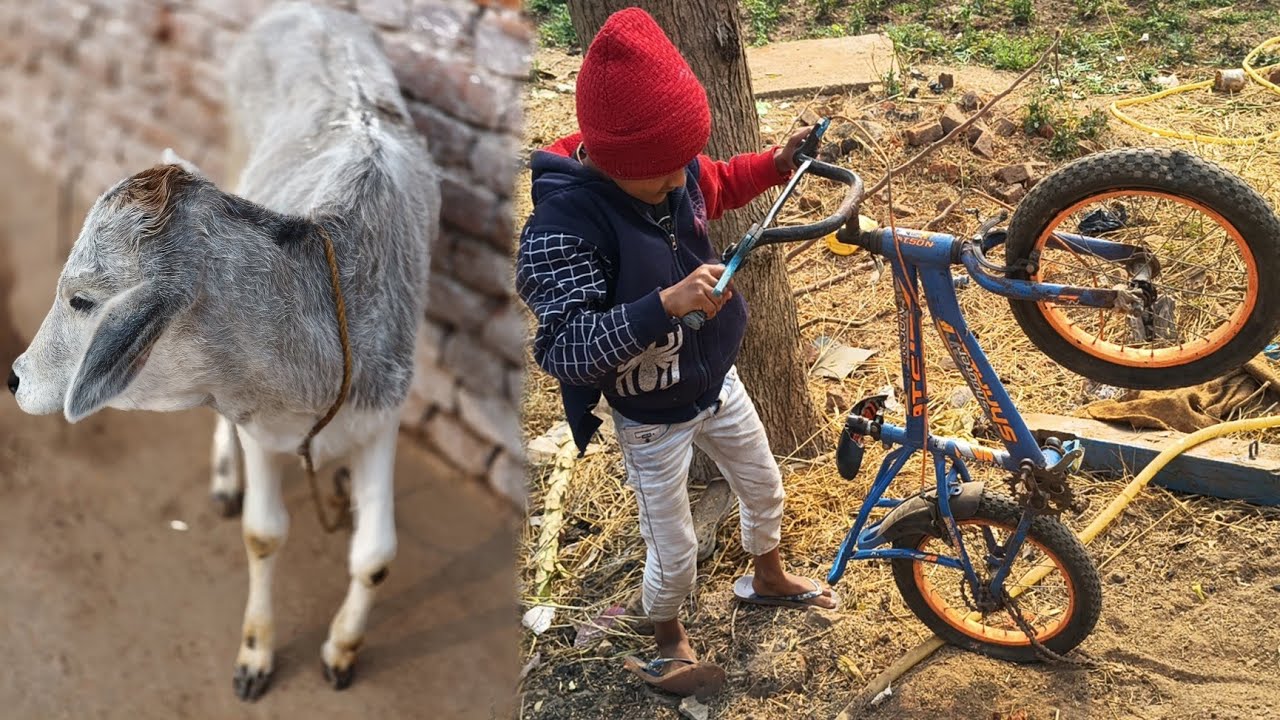 Ghar Me New Member Aya Gya 🐄