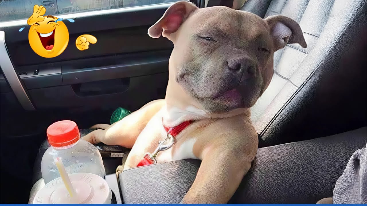 I dare you not to LAUGH at these Comedian Dogs 😁 Funniest ANIMAL Videos 😻🐶