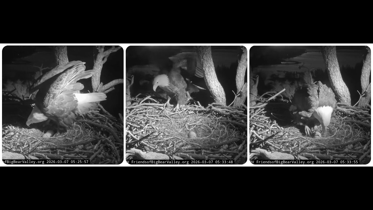 Shadow's night shift 07.03.2026 @FOBBVCAM