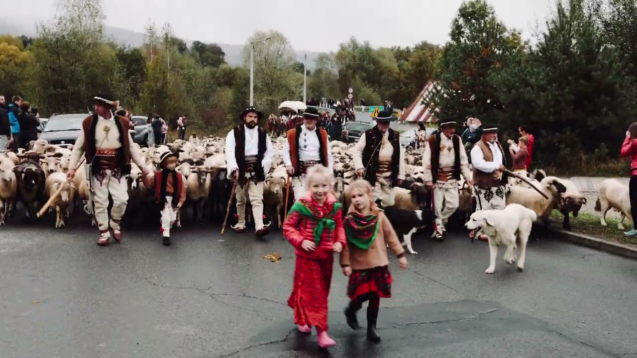 Jesienny redyk w Obidzy 2024🐑Materiał @Ewelina Jarek Fotografia #polska #malopolska #beskidsadecki