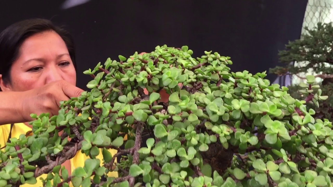 BONSAI WABI