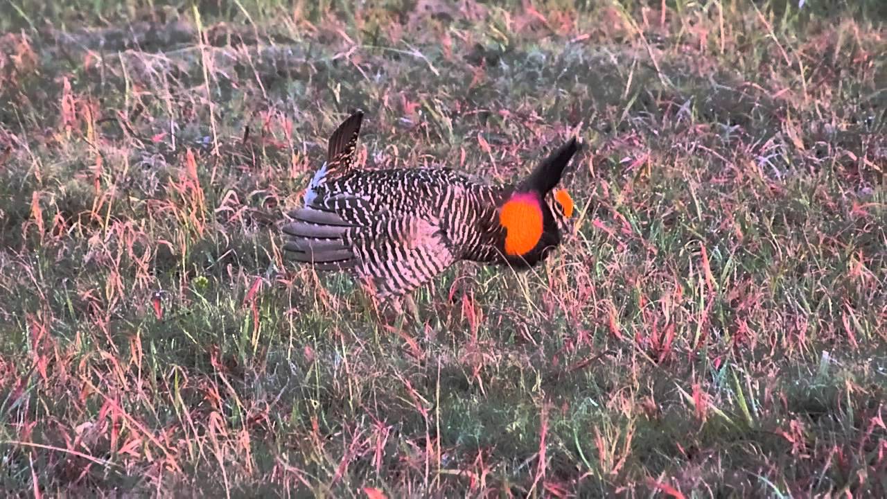 Greater Prairie-Chicken Courtship Display