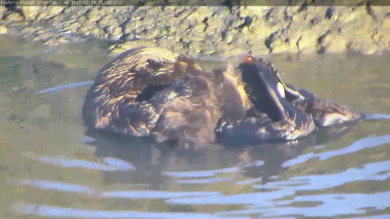 Sea Otter Mom with Newborn Pup
