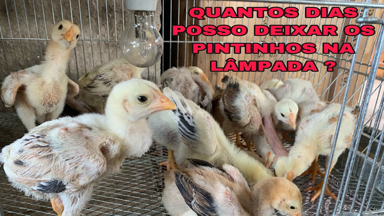 QUANTOS DIAS POSSO DEIXAR OS PINTINHOS NA LÂMPADA DE AQUECIMENTO ?