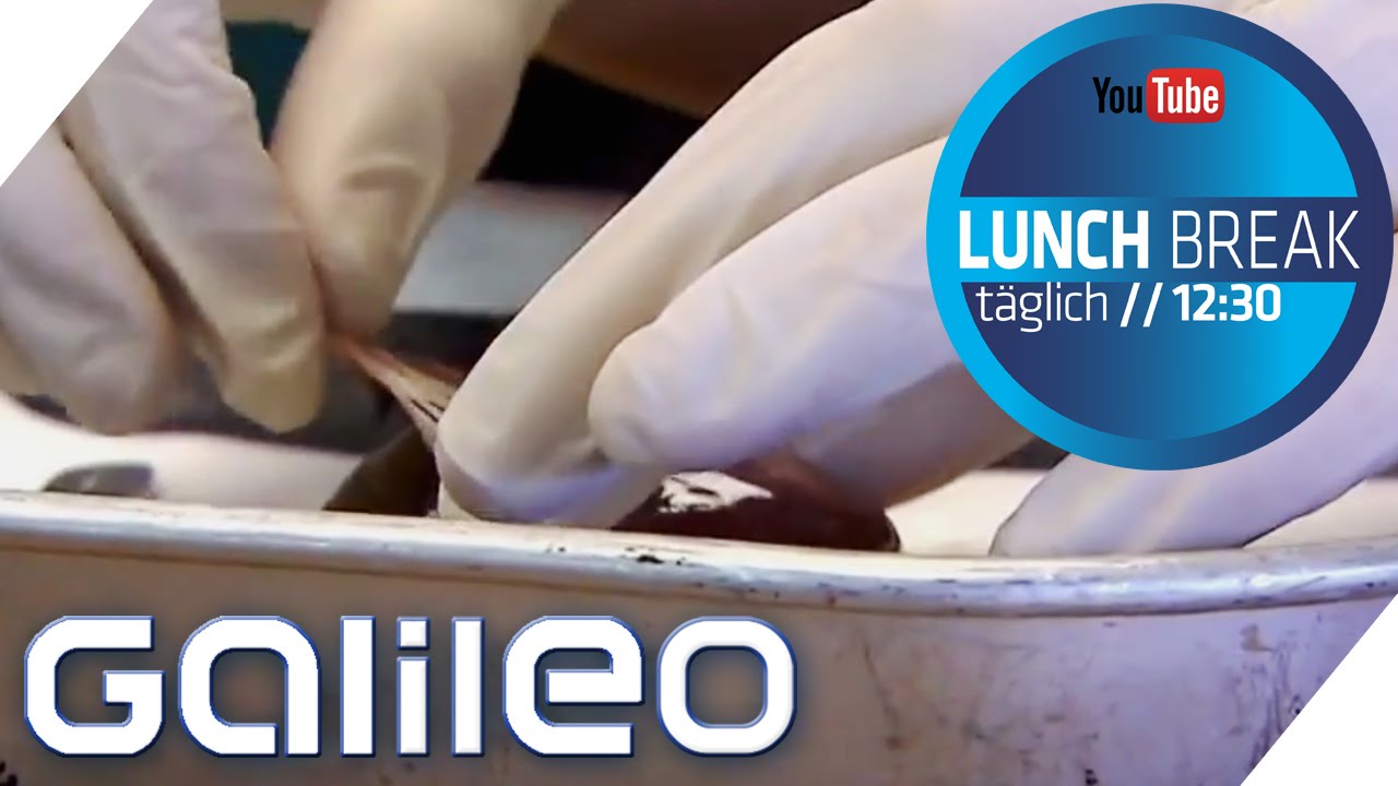 Kings-College: Eliteinternat mit Flair von gestern | Galileo Lunch Break