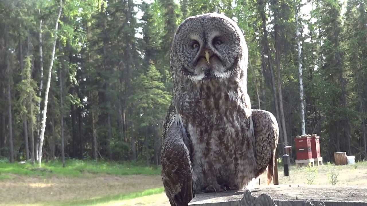Great Gray Owl (Strix nebulosa) Perching on a Tree Stump in Fairbanks Alaska