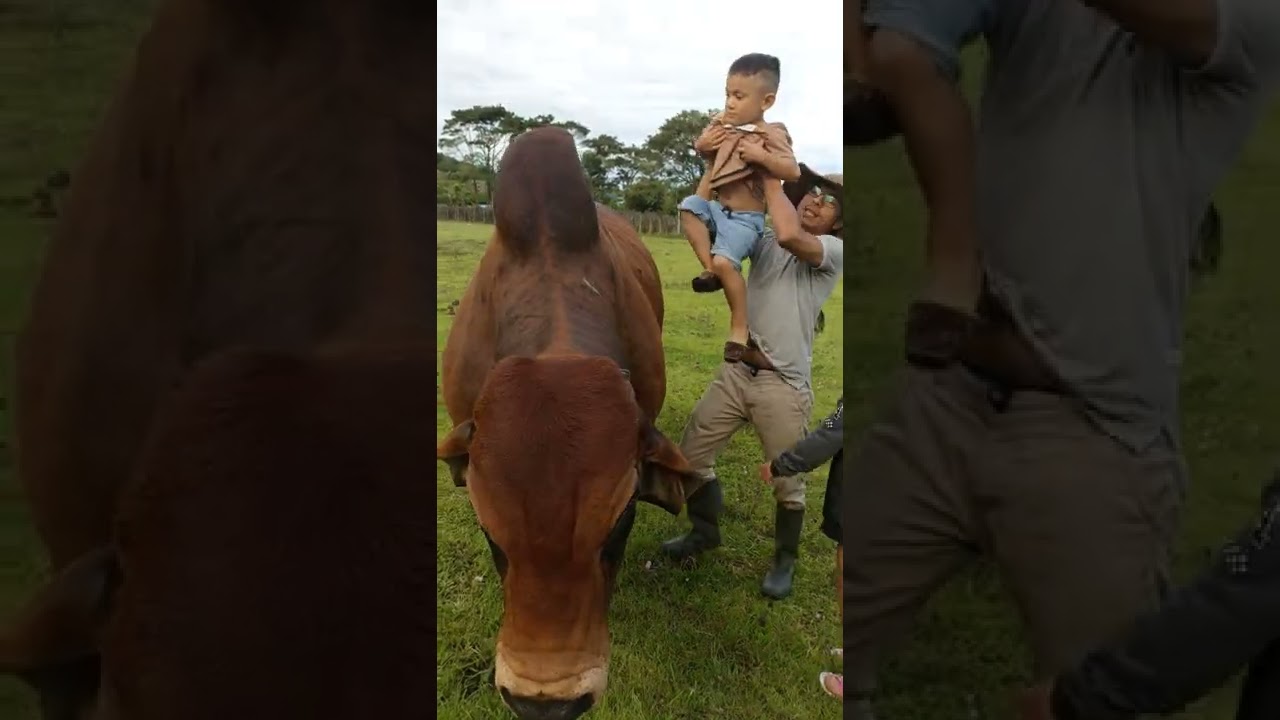 el toro m&aacute;s manso de todos