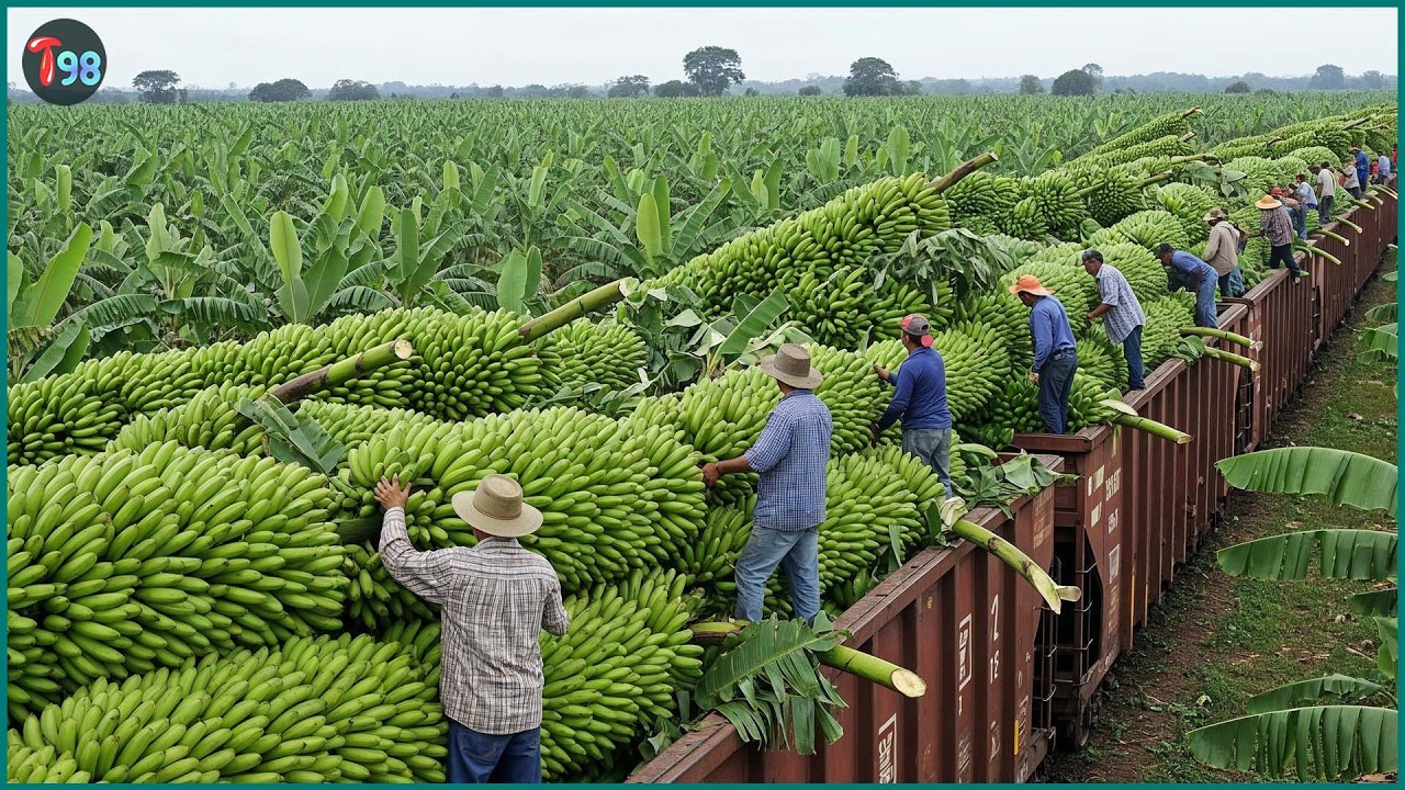 The 49+ Most Extreme Harvests of 2026 – Massive Tons of Produce Rushed Off the Fields