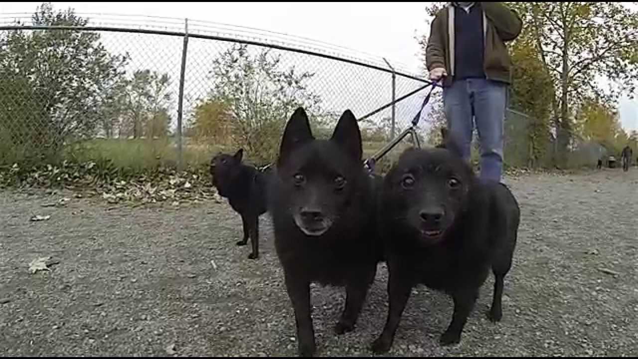 Schipperke