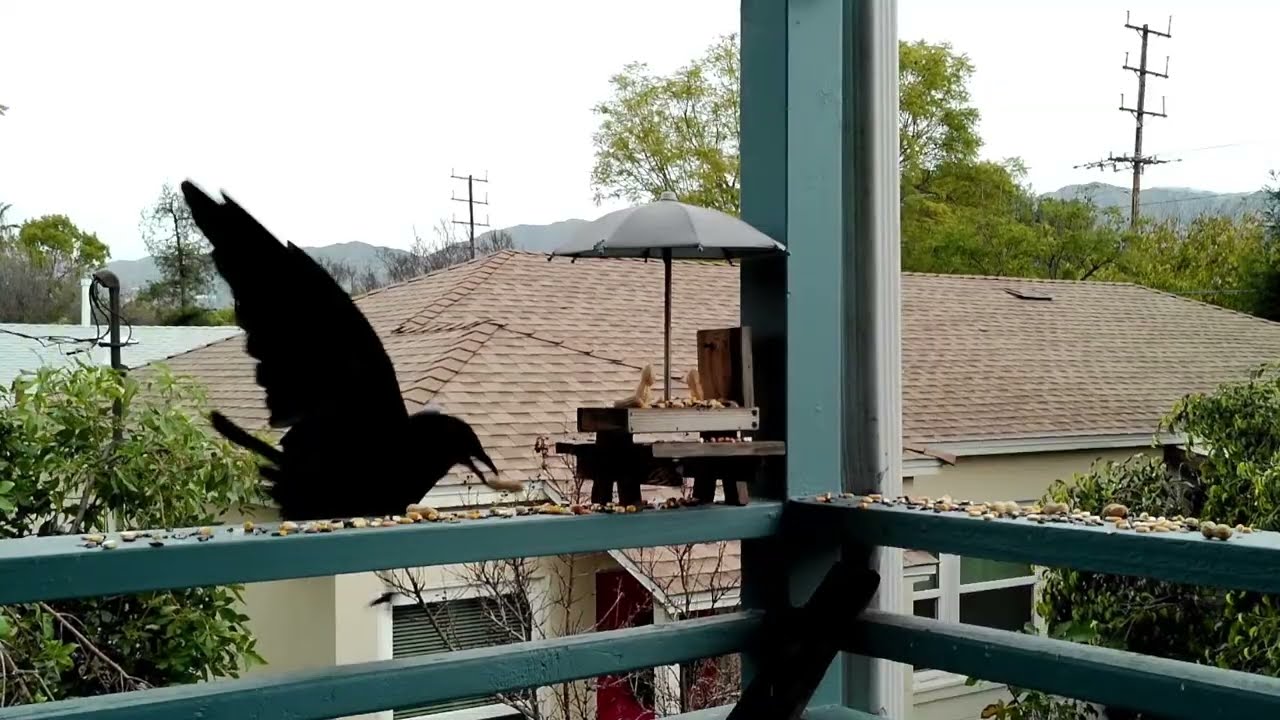 Squirrel Feeder LIVE | Dog TV | Wildlife Stream | ASMR for Dogs | 1080p