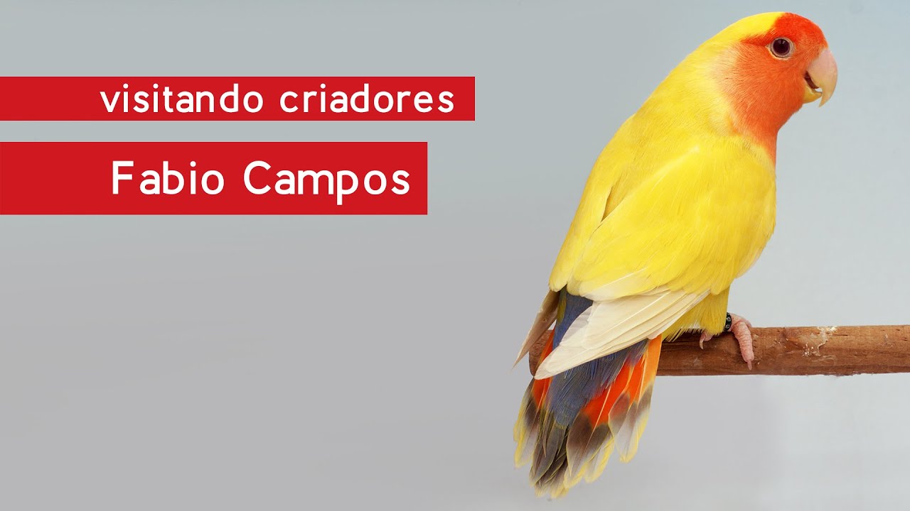 Visitando Criadores - Fabio do Criadouro Campos - Dicas sobre como cuidar de Agapornis Roseicollis
