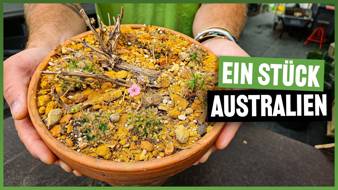 #229  DIY - australische Zwergdrosera Landschaft anlegen