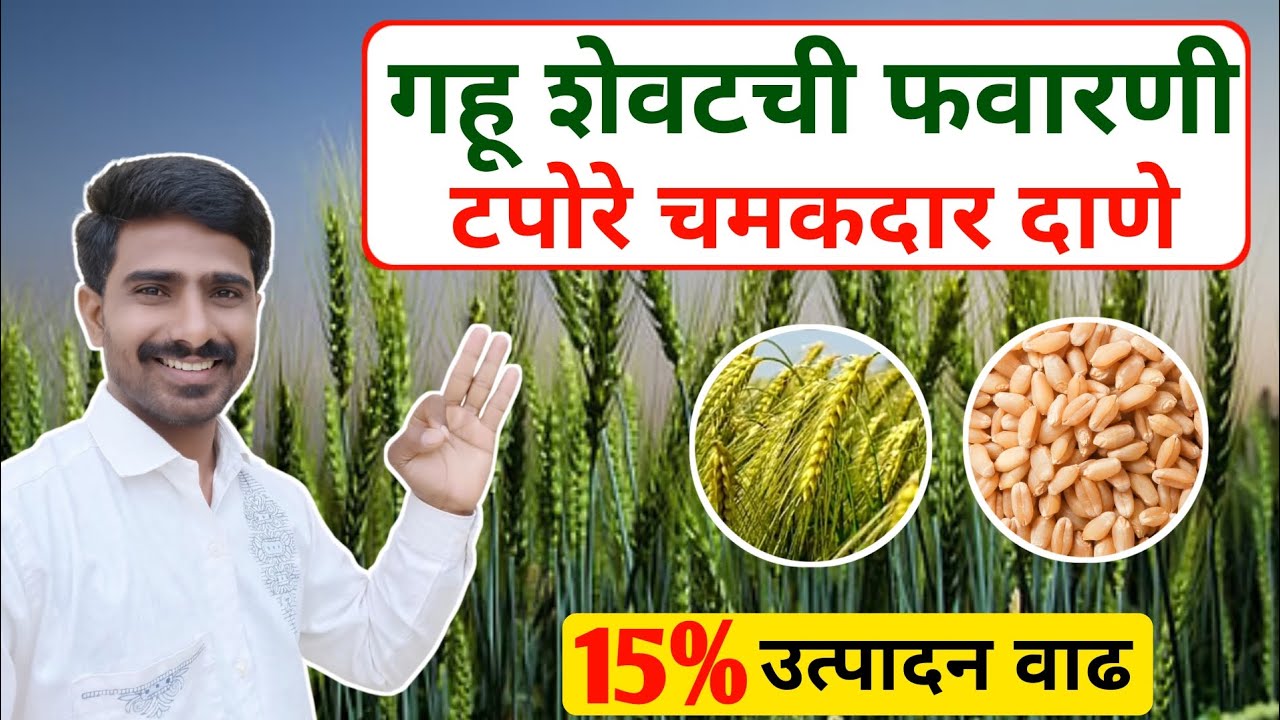 गहू शेवटची फवारणी 🌾| एकरी 4 क्विंटल उत्पादन वाढवा | Gahu favarni niyojan