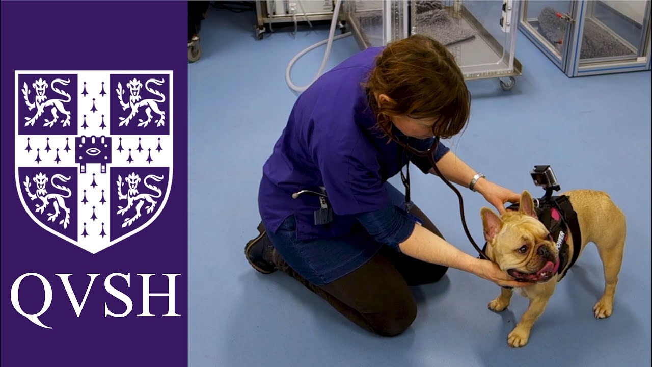 Dog Breathing Assessment (Cambridge BOAS research group)